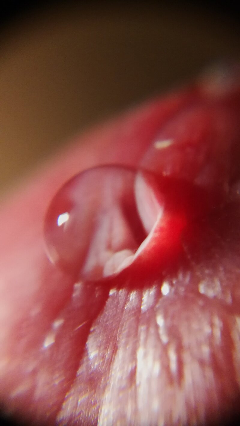 Macro picture of a dick head with precum picture