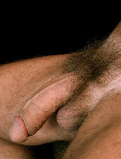 horoz picture