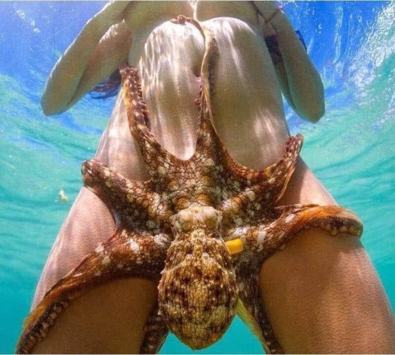 Octopussy picture