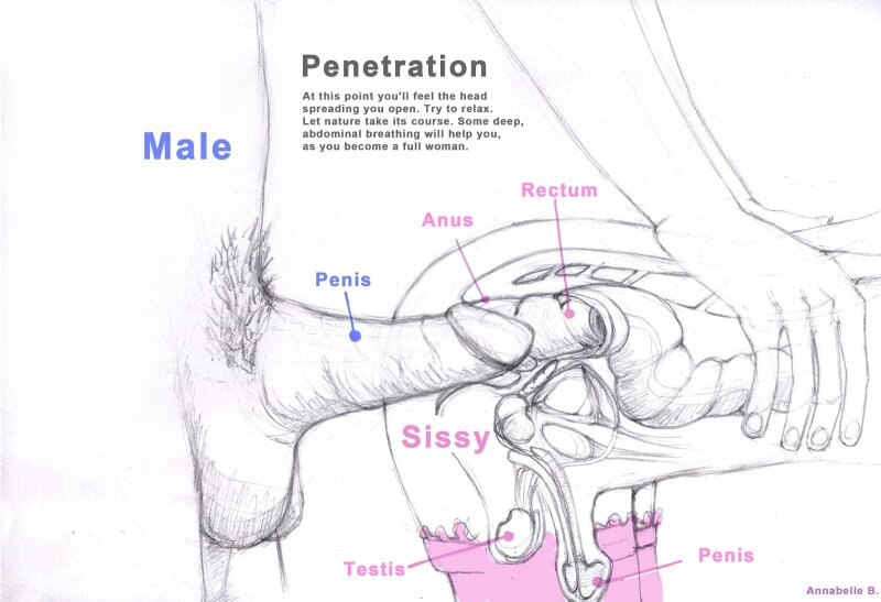 Sissy Anatomy picture