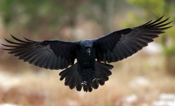 crow picture