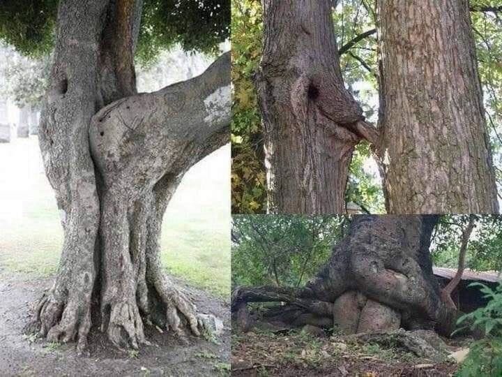 Learning Sex Position From Nature picture