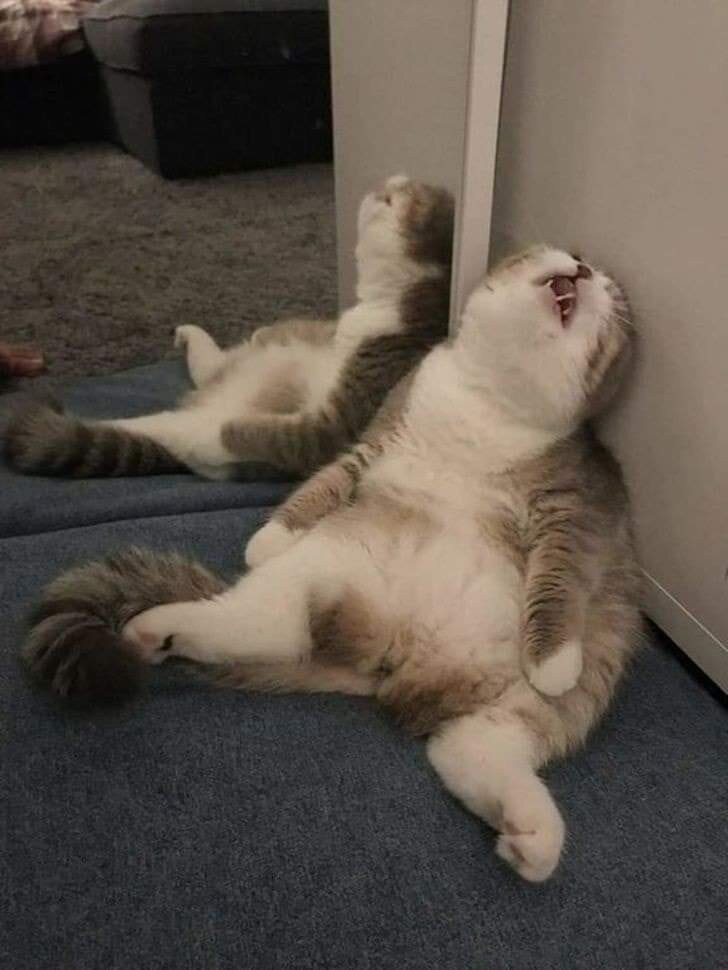 一个可爱的猫 picture