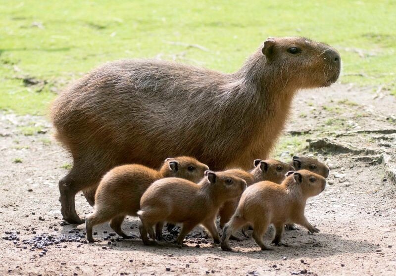 Capybara picture