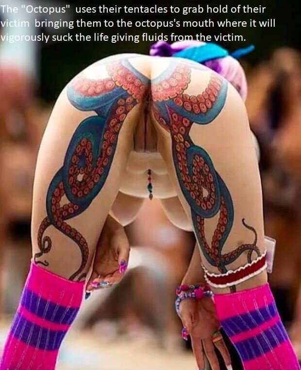 章鱼吃习惯 picture