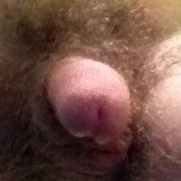 Hairy Penis  pics