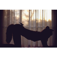  Kitten Onherhandsandknees Silhouette  pics