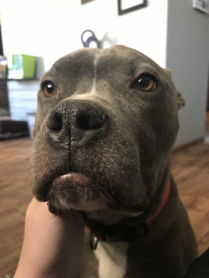 驚くべきすべてを備えた愛らしいdoggo picture