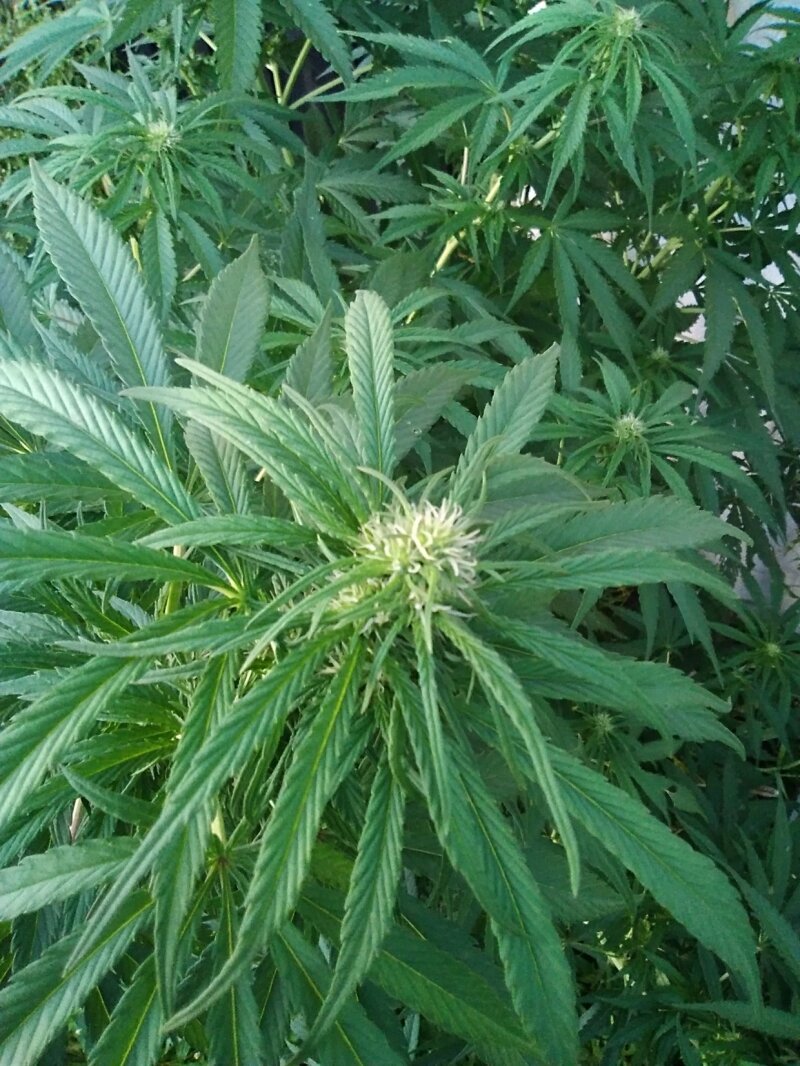 西西·尼迪·尼·帕达znóg picture